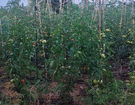 Doamna oferă legume proaspete musafirilor,o grădină frumos îngrijită.